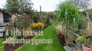 Miscanthus giganteus a neat little trick.