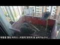 ep.068 황조롱이 kestrel 첫째 황조롱이의 외박 first kestrel s overnight