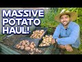 Why I Prune My Fruit Trees In Summer + Huge Potato Harvest!