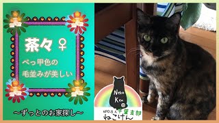 クールな見た目のサビ猫『茶々ちゃん🌸』🎀正式譲渡🎀