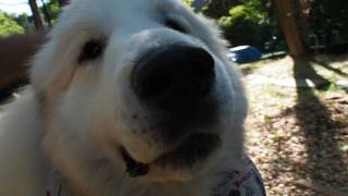 【グレートピレニーズ/greatpyrenees】アラン素通りせずにぶつかる