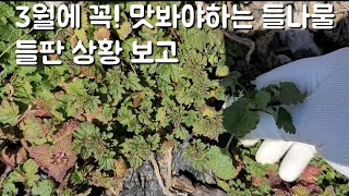 3월에 꼭!  맛보셨으면하는 잡초들나물 20여가지 보여드릴게요 식생활에 활용하세요