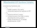 MBS Lehninger Chapter 19 Oxidative Phosphorylation part 2