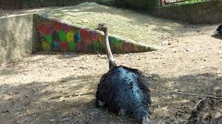 চট্টগ্রাম চিডিয়াখানা || Chittagong Zoo || আমাদের চট্টগ্রাম