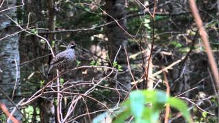 エゾライチョウ　Hazel Grouse.MOV