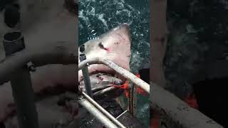 Great White Shark Comes In Fast Shredding The Bait