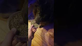 Catnip Isnt Just For Cats