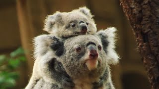 必見！コアラの赤ちゃん、インディゴちゃん【東山動物園】