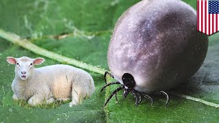 Ticks on animals: Sheep and farm area infested with over 1,000 Asian ticks in New Jersey - TomoNews