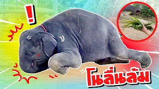 โซ่ป้อนหญ้าบัวแบบใหม่❗️โนก็เล่นอย่างเดียว🤣elephant