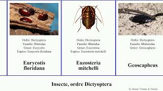 Insecte, ordre Dictyoptera termite communis lateralis insectes centralis septentrionalis australe