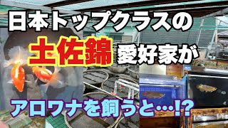 日本トップクラスの土佐錦愛好家がアロワナを飼うと…⁉