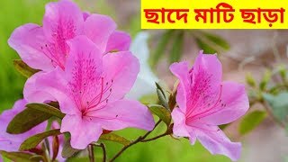 ছাদবাগানে মাটি ছাড়া ফুল গাছ করুন। Growing azalea folwer plant without soil। using leaf mold compost