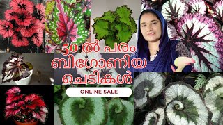 🌺50 ൽ പരം ബിഗോണിയ ചെടികൾ 🌺ONLINE SALE