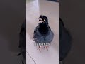 夏日萌友季 年轻人的活法 萌宠来加油 cutebird birds