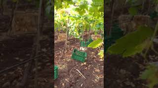 Grapes Harvesting#farmer#