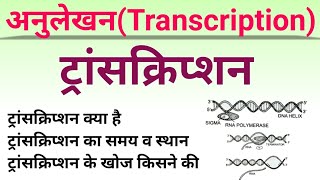 ट्रांसक्रिप्शन(Transcription)| अनुलेखन | anulekhan biology | transcription in hindi | biology ncert