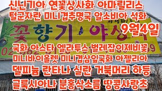 #신닌기아 #아키메네스 #겹추명국 #흰색털군자란 #상사화 #아마릴리스 꽃향기야생화