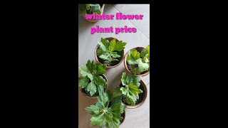 Winter flower plants price 2022 update // শীতকালীন ফুল চারার দাম // #shorts #viralshorts #reels