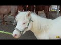 MERCADO DE GANADO EN SANTIAGO TIANGUISTENCO-CABALLOS-BECERROS-CHIVOS-BORREGOS Y GALLOS.