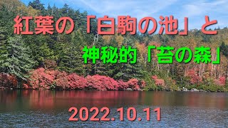 神秘的癒しの「苔の森」と驚きの紅葉「白駒の池」  2022.10.11撮影   NO.96