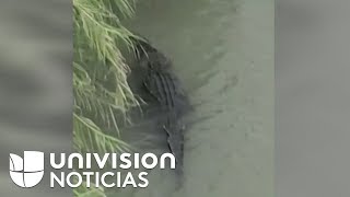 Los inmigrantes que buscan cruzar el Río Bravo tienen otro riesgo: morir devorados por un cocodrilo