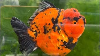 Grooming Tips Shogun Goldfish progress