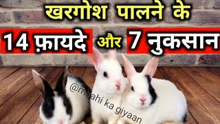 खरगोश पालने के फ़ायदे और नुकसान।Advantages and disadvantages of keeping rabbits.