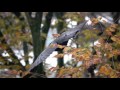 【スーパースロー映像】紅葉を愛でる風流なカラスを撮ってみた（無音です）