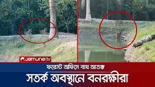 আর দেখা মেলেনি ঐ ৩ বাঘের; আশেপাশে থাকার সম্ভাবনা | Sundarban 3 tigers