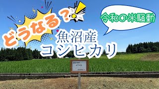 【緊急取材】令和の米騒動…魚沼産コシヒカリはどうなるの？