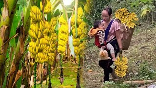 Full video ! 22-Year-Old Single Mom : Harvesting Banana in the forest with my daughter.