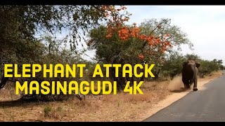 Elephant Attack Masinagudi 4K Go Pro