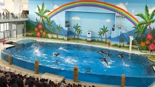 横浜・八景島シーパラダイス「海の動物たちのショー」