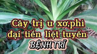 CÂY ĐẠI TƯỚNG QUÂN- bài thuốc trị u xơ,phì đại tiền liệt tuyến,trĩ ngoại rất hiệu quả.