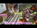 【柴犬の流し目】もう「気が気でない」とはこの事よ！お牛が目の前だとこうなる　柴犬小夏　asmr