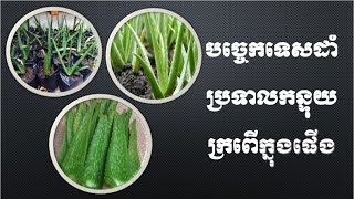 Alo Vera Planting Technique បច្ចេកទេសដាំប្រទាលកន្ទុយក្រពើ