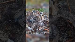 Elder brother on defense mode after sibling fight #siblingsfight #ospreycam #birds #shorts #osprey