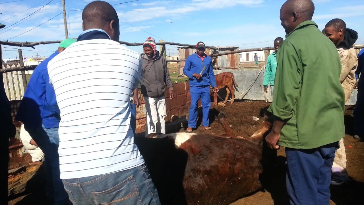 Grahamstown, South Africa Xhosa Cow Slaughtering Ritual [Mature Content ...