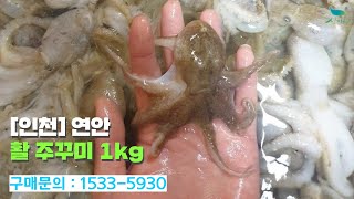 [신바람 농산물 협력농가 판매상품 1533-5930  (신선마켓.com)][인천] 연안 활 주꾸미 1kg