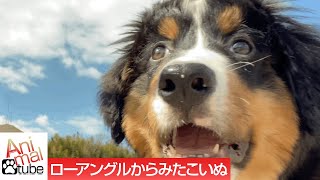 ローアングルからみるバーニーズマウンテンドッグパピーの成長 　Growth of Bernese Mountain Dog Puppy Seen from Low Angle