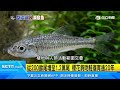 別等絕種才惋惜！營救3大國寶魚急復育｜三立新聞台