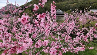 2023年度飯山町桃畑　讃岐富士　山桜　メジロ