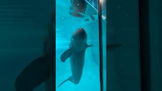 スナメリ#かわいい#The finless porpoise is known for its high intelligence.