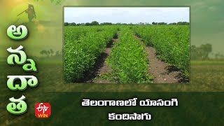 తెలంగాణలో యాసంగి  కందిసాగు | Rabi Red gram varities \u0026 cultivation tips for Telangana