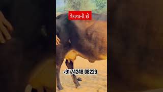 આ ગાય વેચવાની છે રાજે સ્થાન #baffalo #animals #ગાય