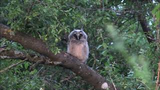 Waldohreule (Asio otus) Jungvogel