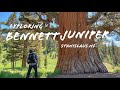 Visiting the Biggest Juniper in the World ! The Bennett Juniper | Stanislaus National Forest |4K