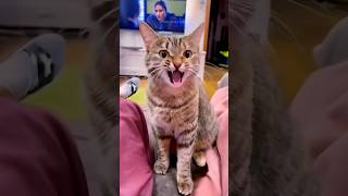 Funny cats 😂 episode 202 #shorts