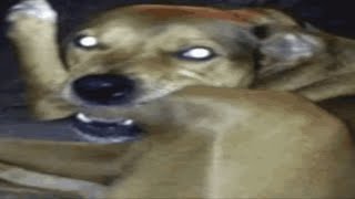 Top 5 Dog bite